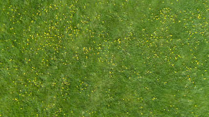 Abstrakter Frühlings- oder Sommerhintergrund der Kunst mit grünem Gras und gelben Blumen.