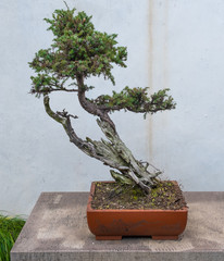 Bonsai tree in brown bowl with white wall on background in Suzou , China