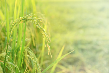 Ear of rice in paddy rice field. Selective focus.