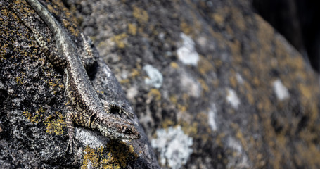 Lagarto em busca do sol