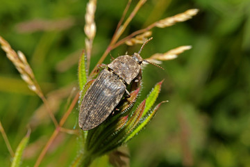 elateride bruno (Agrypnus murinus)