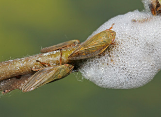 sputaccina (Aphrophora alni)