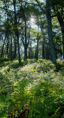 Fototapeta premium Sunlight Ferns