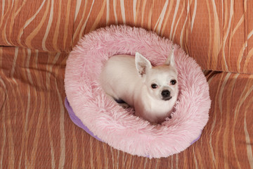 White Chihuahua lying on soft dog bed from hollow fiber on sofa, 5 years old female.