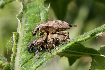 coppia di curculionidi (Cleonis pigra) su un cardo