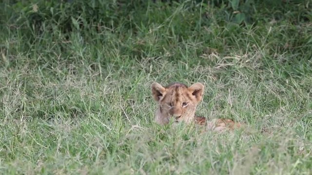 One baby lion cub lying in tall grass of Masai Mara Triangle in Kenya, Africa looking around and shaking head