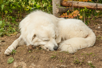 owczarek podhalanski ,dog