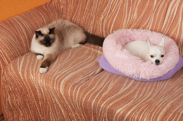 Chihuahua dog and a seal point Birman cat are lying on sofa