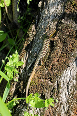 grossa lucertola (Podarcis muralis) su un tronco