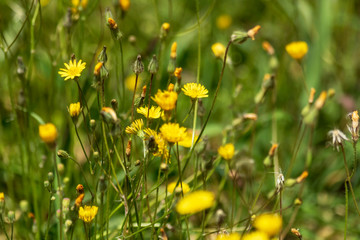 Yellow wildflowers with a blurred background. Yellow spring flower in the sun.
