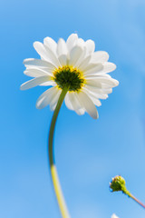 Daisy flowers looking from below against the sunlight and the blue sky.