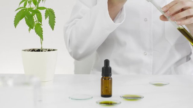 Scientist checking a pharmaceutical CBD oil in a laboratory on watch glass