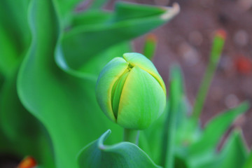 Tulip bloom in the garden. Close-up. Background. Texture.