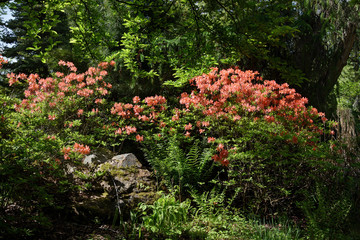 Japanese Rhododendron