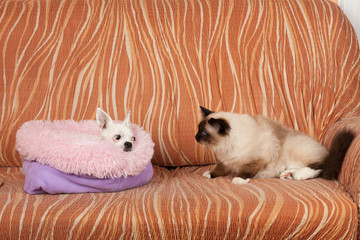 Seal point Birman cat is watching lying Chihuahua dog on sofa