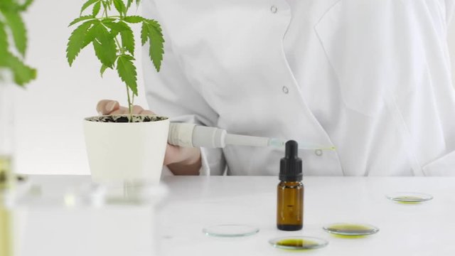 Scientist checking a pharmaceutical CBD oil in a laboratory on watch glass