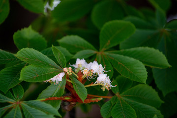 Chestnut tree in spring: inflorescence and lush foliage