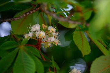 Chestnut tree in spring: inflorescence and lush foliage