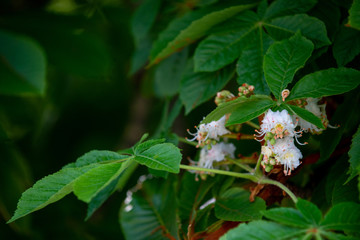 Chestnut tree in spring: inflorescence and lush foliage
