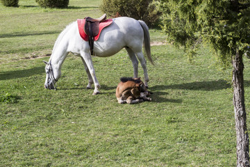 a white horse and a brown foal lying on a green meadow - 270297082