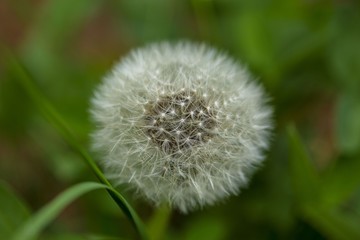 Close up view of beautiful dandelion isolated on green background. Gorgeous  nature backgrounds.