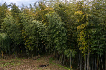 bamboo forest with huge bamboo trees