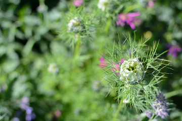 Landscaped garden. Wild flowers growing outside in a garden flower bed