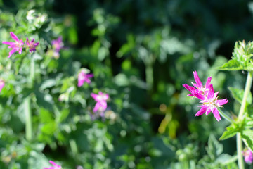 purple flowers in the garden