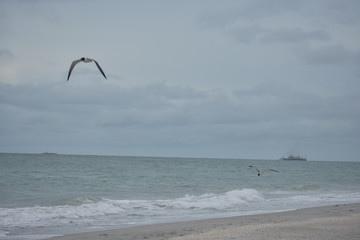 Bird Flying over Water