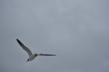 Bird in Fligh