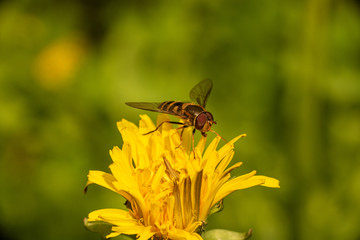 Hoverfly on dandelion
