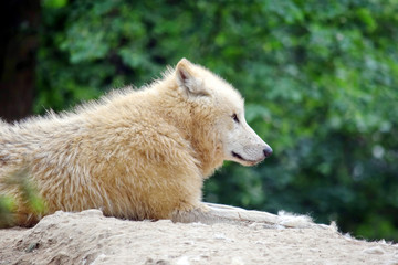 White Arctic Wolf Lying on Rock in the Forest