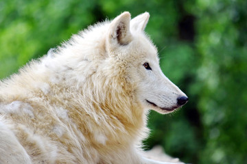 Cute White Arctic Wolf Head Closeup