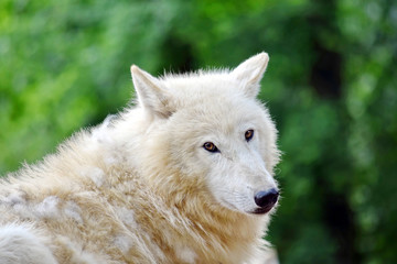 Cute White Arctic Wolf Head Closeup Portrait