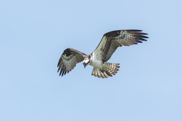  flying osprey bird