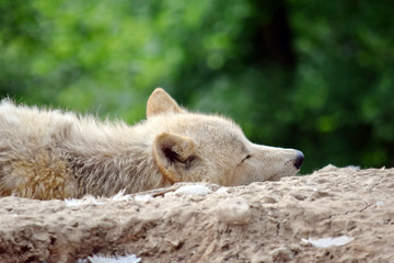 Obraz premium White Arctic Wolf Closeup Sleeping on Rock