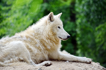 White Arctic Wolf Canis Lupus Arctos Lying on Rock