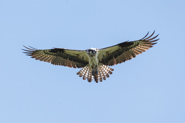  flying osprey bird