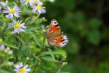 Butterfly on blue summer flowers. Sunny day