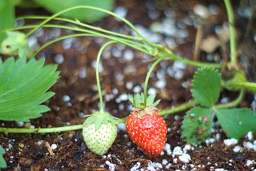 Pair Of Strawberries Growing In The Garden