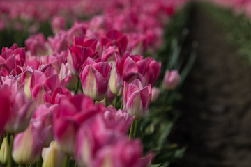 Pink Tulips