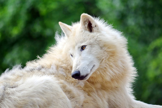 White Arctic Wolf Lying in the Forest Portrait