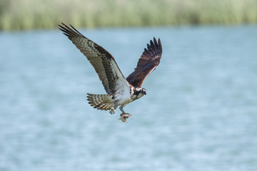  flying osprey bird