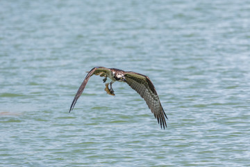  flying osprey bird