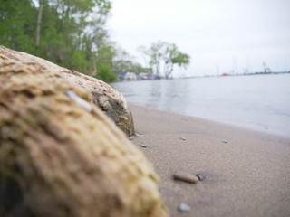 Waterlogged beach log