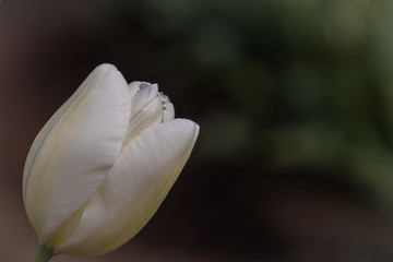 white tulip