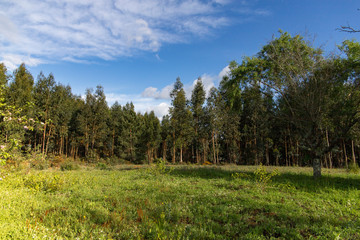 Fototapeta na wymiar Campo floresta com céu azul