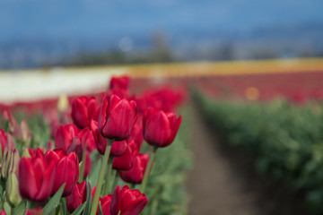field of tulips