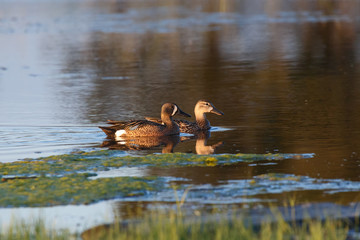 Blue winged Teal