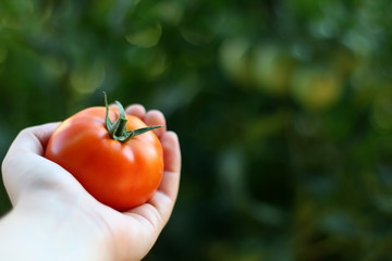 Unrecognizable person holding freshly picked tomato in the garden. Selective focus.